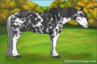 Horse Color:Black Sabino 
