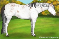 Horse Color:Bay Sabino 