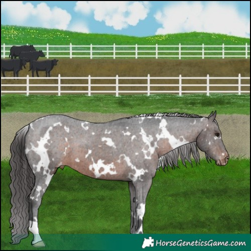 Horse Color:White Spotted Brown Appaloosa 