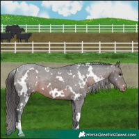 Horse Color:White Spotted Brown Appaloosa