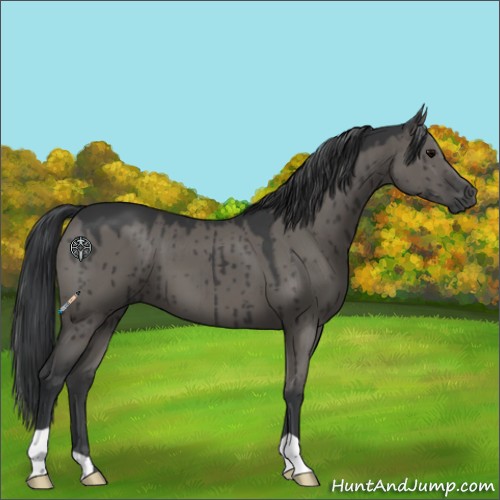 Horse Color:Grullo Brindle 