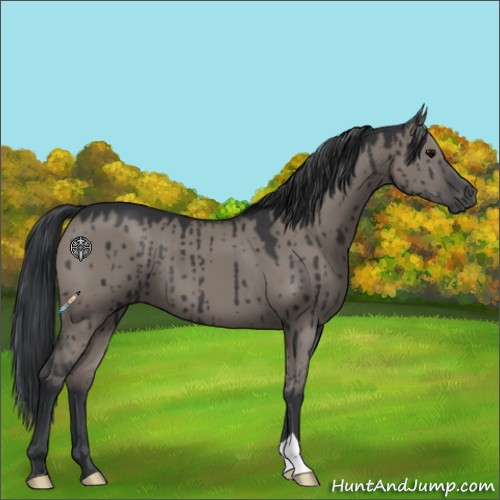 Horse Color:Grullo Brindle 