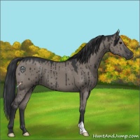 Horse Color:Grullo Brindle 
