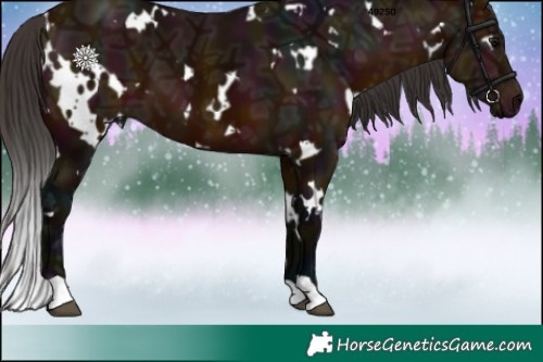 Horse Color:White Spotted Midnight Bay Ice 