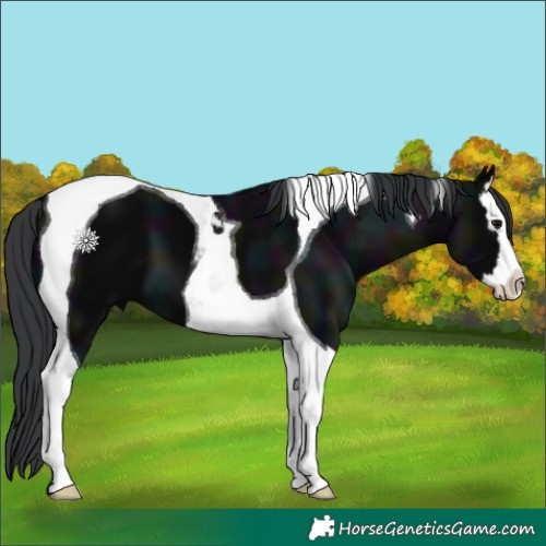 Horse Color:Midnight Black Splash Tobiano 