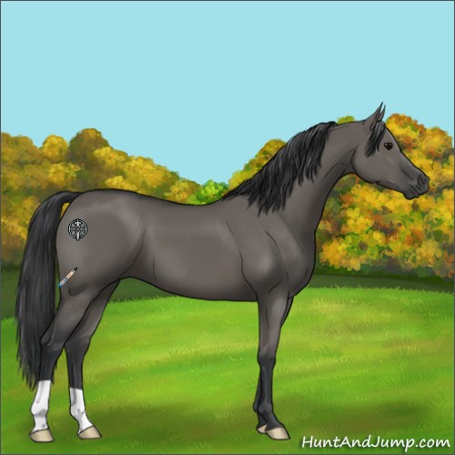 Horse Color:Grullo 