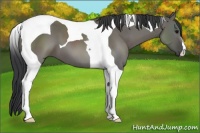 Horse Color:Grullo Tobiano