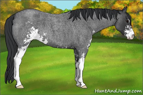Horse Color:Blue Roan Sabino 
