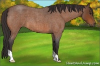 Horse Color:Buckskin Roan 