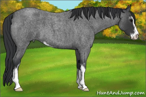 Horse Color:Blue Roan Sabino 