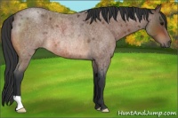 Horse Color:Bay Roan Rabicano 