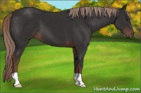 Horse Color:Liver Chestnut 