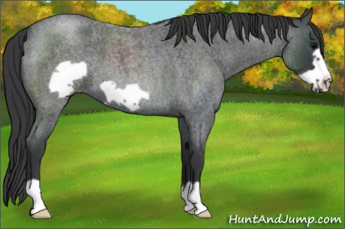Horse Color:Blue Roan Frame