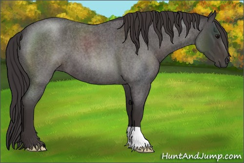 Horse Color:Smoky Blue Roan 