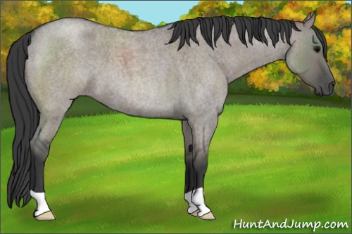 Horse Color:Grullo Roan 