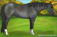 Horse Color:Blue Roan 