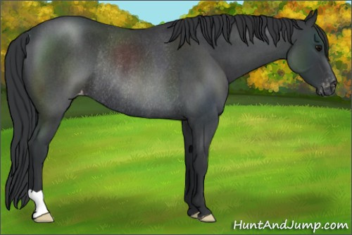 Horse Color:Blue Roan Varnish Rabicano