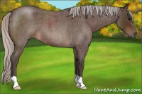 Horse Color:Silver Brown Roan 