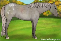 Horse Color:Silver Grullo Roan Appaloosa 