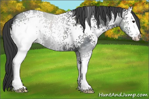 Horse Color:White Spotted Blue Roan