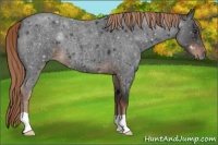 Horse Color:Liver Red Roan 