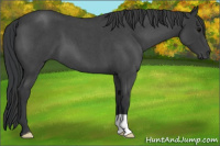 Horse Color:Blue Roan 