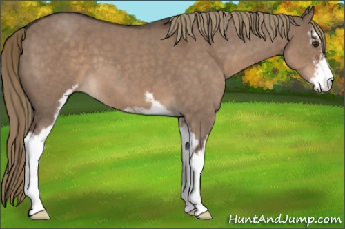 Horse Color:Liver Red Dun Roan Sabino