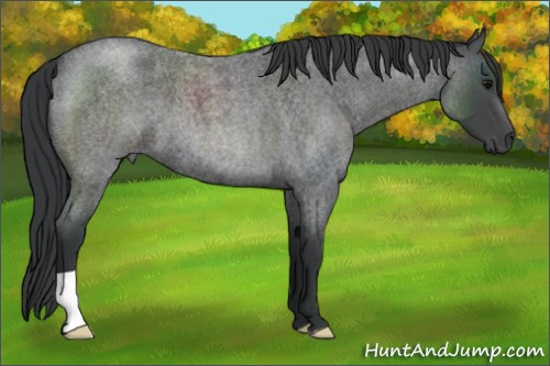 Horse Color:Blue Roan 