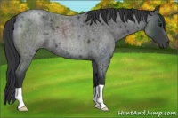 Horse Color:Blue Roan 