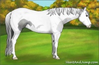 Horse Color:Blue Roan Splash Tobiano 