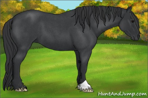 Horse Color:Blue Roan 