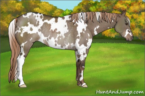 Horse Color:White Spotted Liver Red Dun Rabicano 
