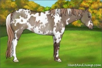 Horse Color:White Spotted Liver Red Dun Rabicano 