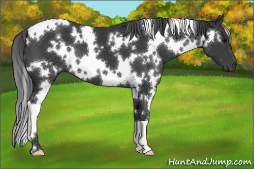 Horse Color:White Spotted Black 