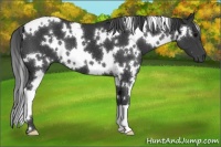 Horse Color:White Spotted Black 