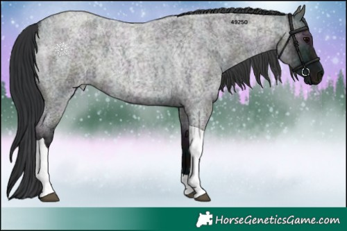 Horse Color:Midnight Grullo Ice Roan Tobiano 