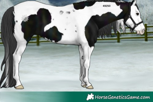 Horse Color:Midnight Black Splash Tobiano 