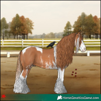 Horse Color:White Spotted Chestnut Splash Tobiano 