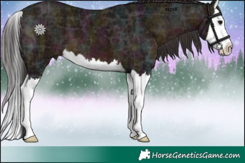 Horse Color:Midnight Brown Ice Splash 