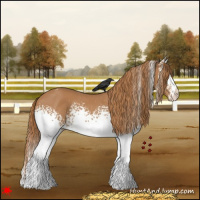 Horse Color:White Spotted Chestnut Varnish Rabicano 