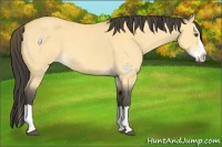 Horse Color:Buckskin Dun Splash 