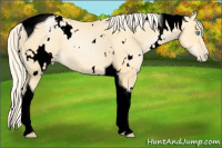 Horse Color:Void White Spotted Palomino Pearl Tobiano 