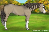 Horse Color:Smoky Grullo Splash 