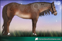 Horse Color:Liver Chestnut 