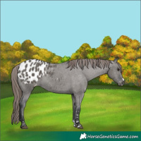 Horse Color:Grullo Appaloosa 