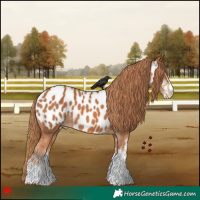 Horse Color:White Spotted Chestnut Appaloosa 