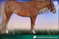 Horse Color:Chestnut 