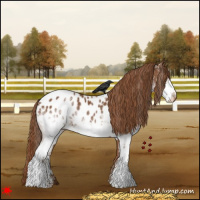 Horse Color:White Spotted Chestnut Blanket 