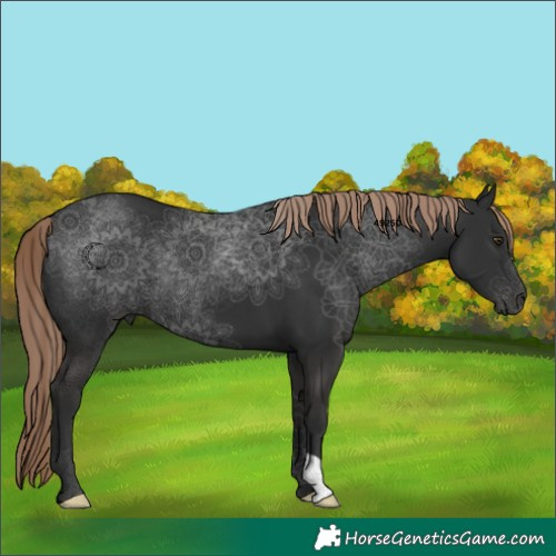 Horse Color:Liver Chestnut 