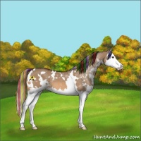 Horse Color:Painted White Spotted Bay Dun Splash Appaloosa 
